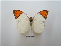 藏品(橙端粉蝶)的圖片